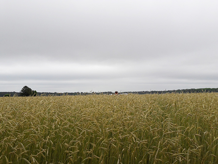 An agricultural field, landscape